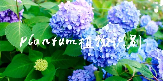 Plantum最新手机版 Plantum最新手机版