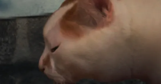 翌日猫之怪奇谭(猫咪解谜冒险游戏) 翌日猫之怪奇谭(猫咪解谜冒险游戏)