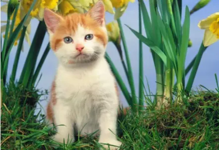 云上驿宠2025最新版本