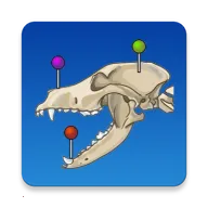 vet Anatomyv4.3.1 �ٷ���