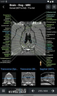 vet Anatomy