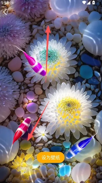 锦鲤金鱼壁纸(壁纸软件功能全)