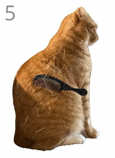给猫梳毛最新手机版 给猫梳毛最新手机版