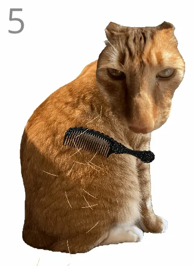 给猫梳毛最新手机版 给猫梳毛最新手机版