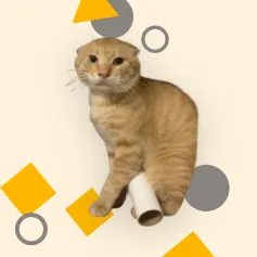 ������ģ����v1.0 ��Ѱ�